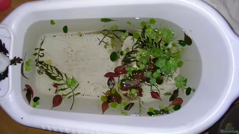 Nach dem Gärtnern-Ein ganz normaler Tag! von Fredo Fuss (25)