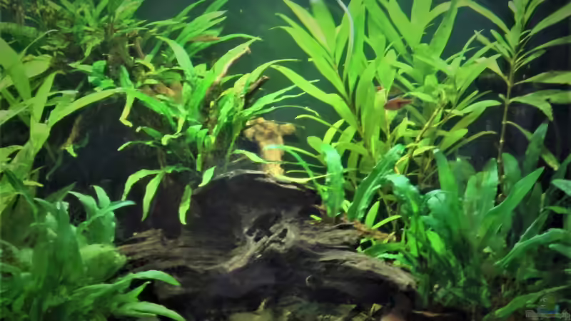 nach dem Gärtnern ist es etwas heller von okefenokee (4)