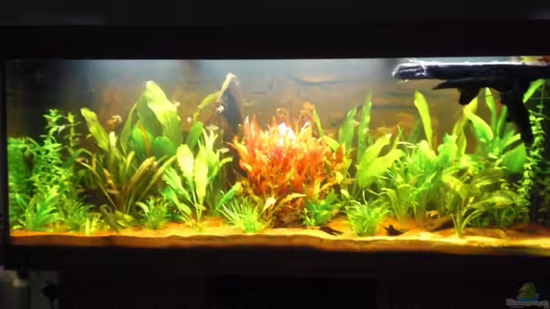 nach dem Gärtnern von Misterdaddy (4)