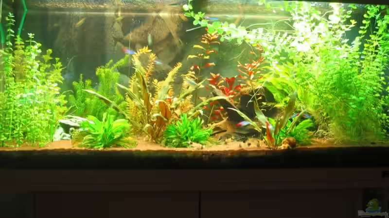 nach dem Gärtnern von Schred (1)