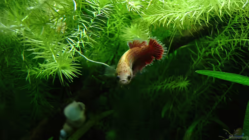 nach dem Garnelenangriff von Mario74 (19)