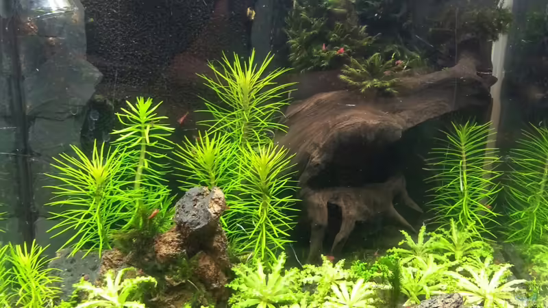 Nach dem Kahlschlag 19.10.2013 von M to the ilan (22)