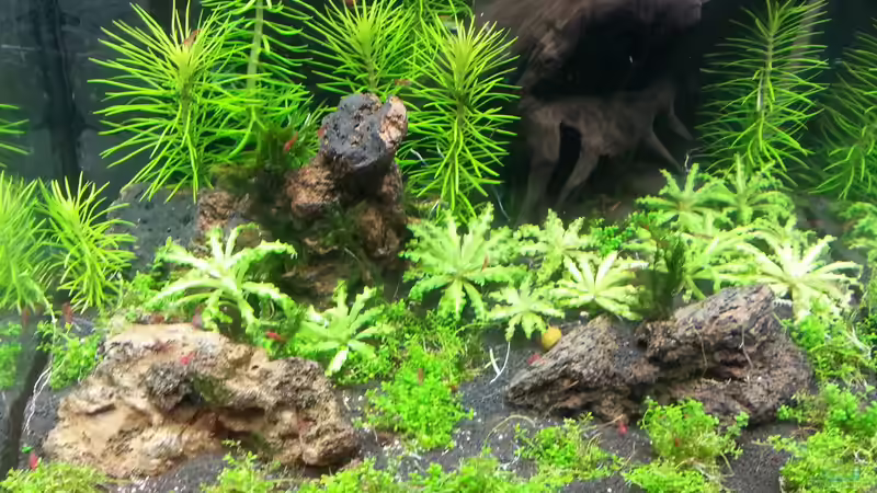 Nach dem Kahlschlag 19.10.2013 von M to the ilan (23)