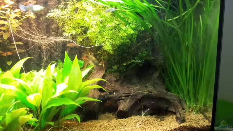 Nach dem Rückschneiden am 01.09.12 von Ferbi (7)