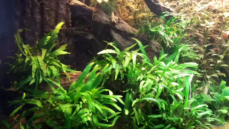 Nach dem Rückschneiden am 01.09.12 von Ferbi (9)