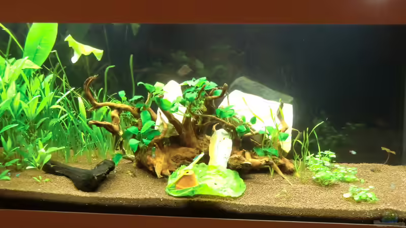 Nach dem schnellen Umzug sah das Becken sehr unstruckturiert aus von Anna S. B. (4)