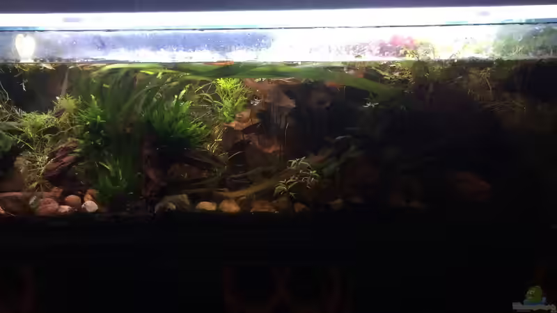 Nach dem ´Strauchschnitt´ von Harald Kästner (5)