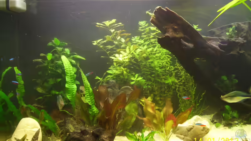 nach dem Umbau  von kaktus-jones (10)