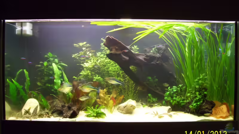 nach dem Umbau  von kaktus-jones (11)