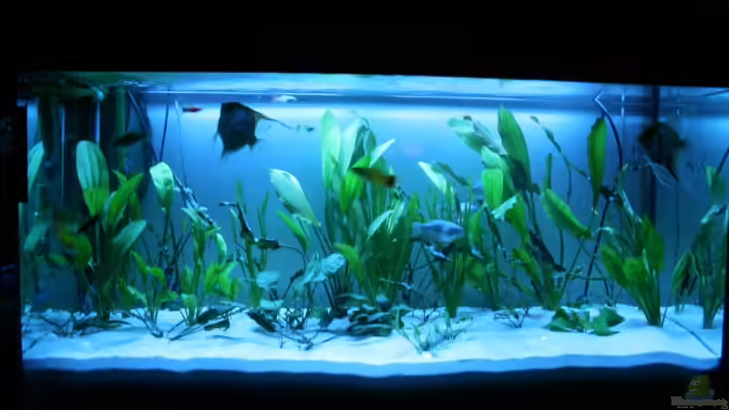 Nach dem umbau August 07 von Amazonas-live (2)