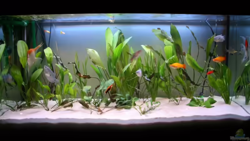 Nach dem Umbau August 07 von Amazonas-live (3)