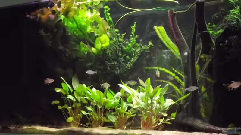 Nach dem Umbau von Dr. Manhattan (30)