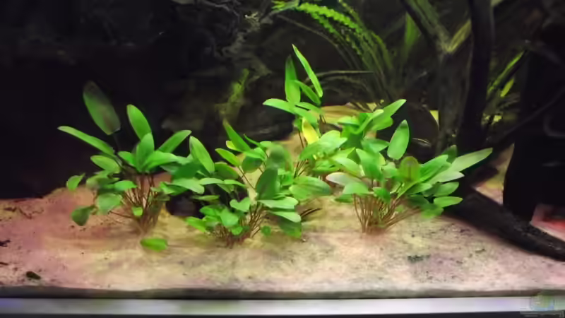 Nach dem Umbau von Dr. Manhattan (8)