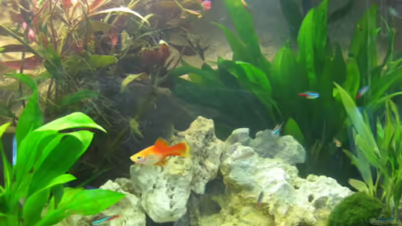 nach dem umbau von Frank Eichhorn (7)