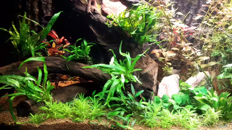 Nach dem Umgestalten am 05.03.12  - Auf der Rückwand sind die Algen gut zu erkennen, von Ferbi (3)