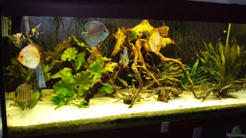 nach dem Umzug  von Franky Lunatic (4)