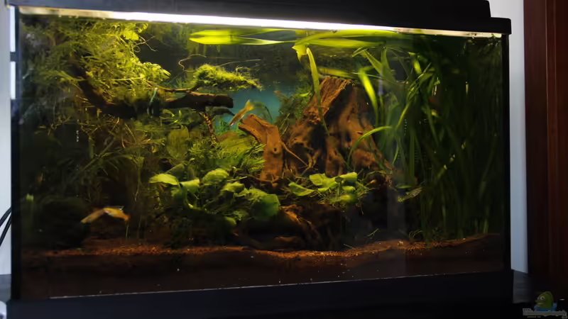 nach dem Umzug von isabelle... (6)