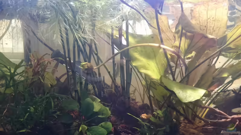Nach dem Verblühen senkt sich die Lotusblüte unterwasser. Einige Wochen später sind im Becken viele kleine Lotus. von miv (19)