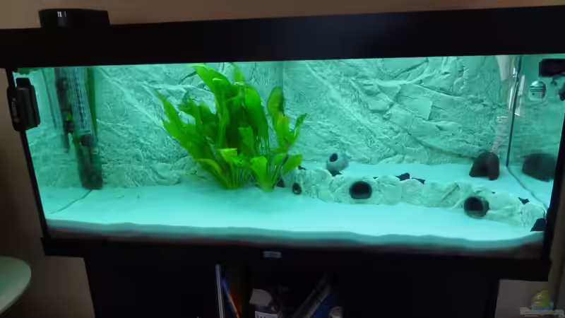 Nach den ersten Tagen mit Wasser, Terrassen, Technik und Altbestand an Planzen vom von daKING (3)