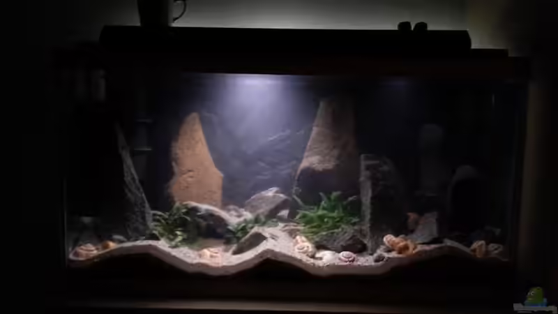 nach der Befüllung mit Schneckenhäusern von junger Aquarianer (14)