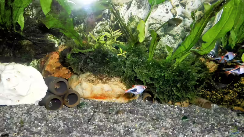 Nach der Behandlung mit BLUE EXIT von EASY-LIFE von odin 68 (80)