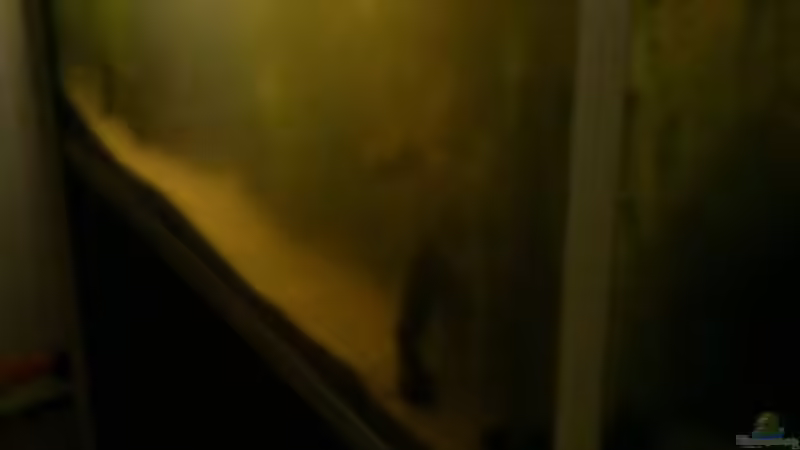 Nach der Dunkelkur und dem Walderde- Aufguss von AquaTobi90 (14)