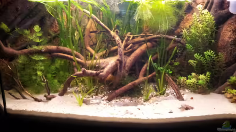 Nach der Einlaufzeit und und ein paar Veränderungen von Michael Scheffler (8)