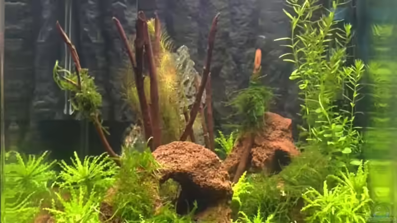 Nach der Einrichtung von Capitan Hook (2)