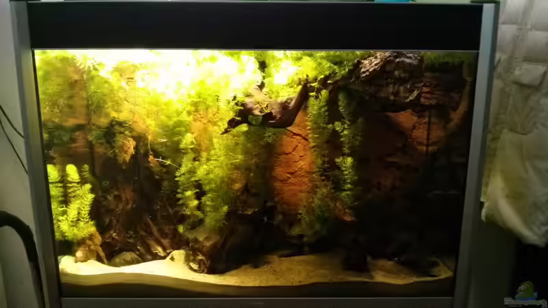 Nach der ersten Hornkraut rohdung von AquaTobi90 (16)