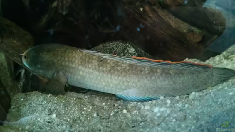 Nach der Fütterung am ruhen  von AquaTobi90 (58)