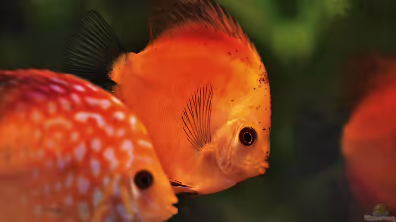 Nach der Krankheit: Wie geht es mit dem Aquarium weiter?