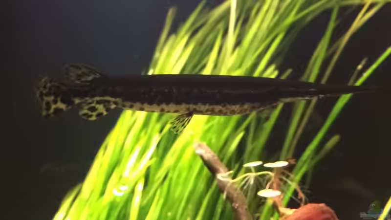 nach der Mahlzeit von Captain Gü (31)