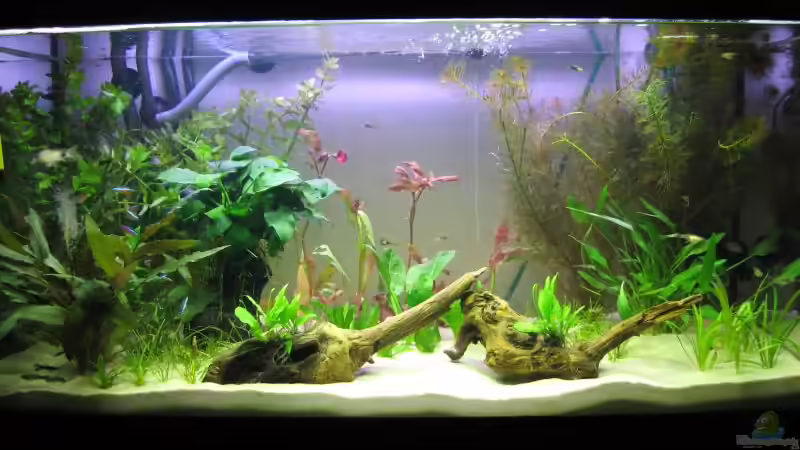 Nach der Neueinrichtung von Sascha Bötzel (5)