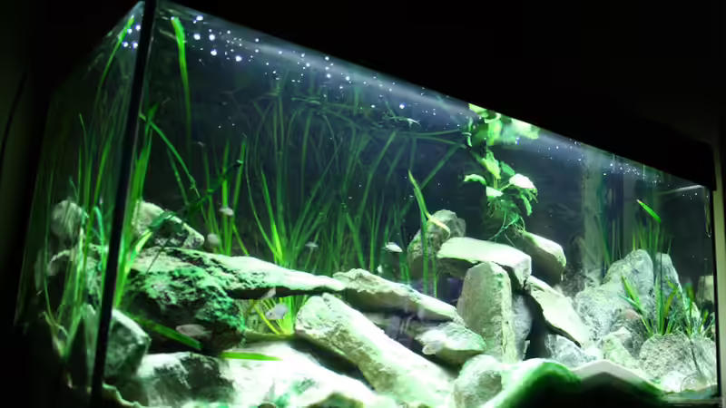 nach der Neueinrichtung von Thimo Schneider (7)