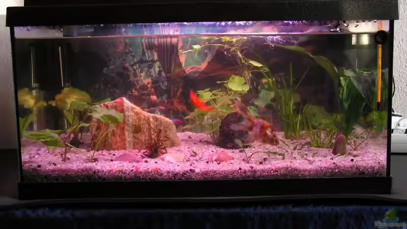 nach der Reinigung von Manuela Vogt (5)