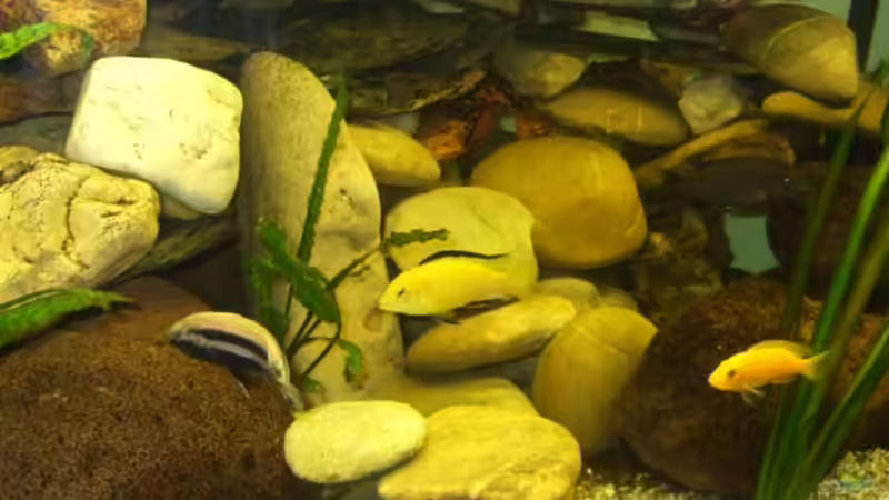 Nach der Umgestaltung vom 15.01.09. von Esslinger (3)