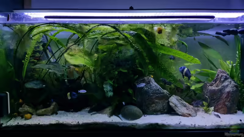 Nach der Umgestaltung von Dukes Aquaristikexperimente (3)