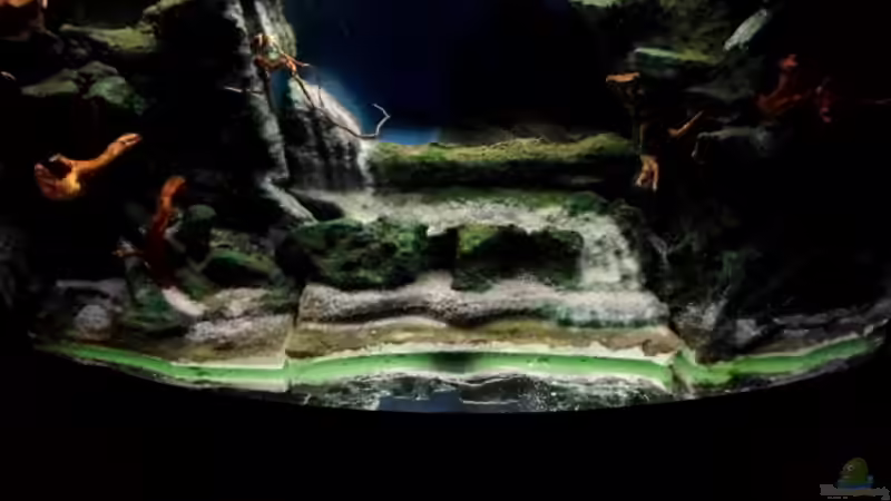 Nach der Wässerung von snooze (33)