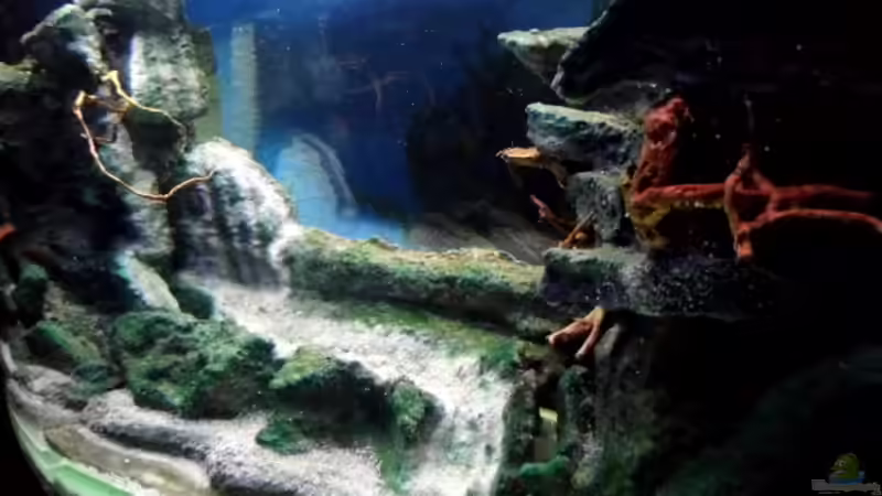 Nach der Wässerung von snooze (34)