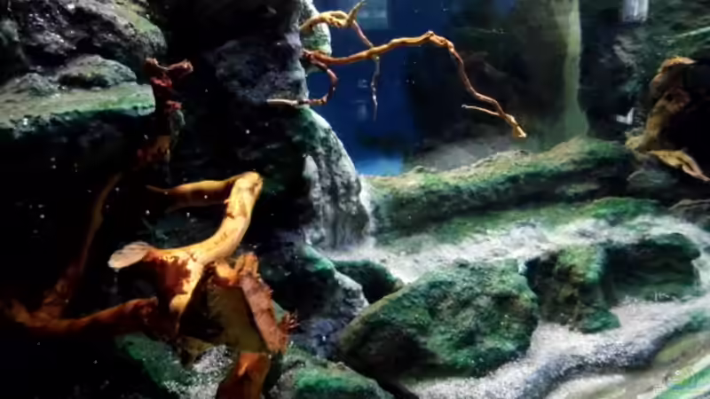 Nach der Wässerung von snooze (35)