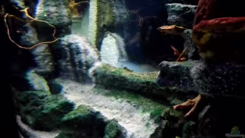 Nach der Wässerung von snooze (36)