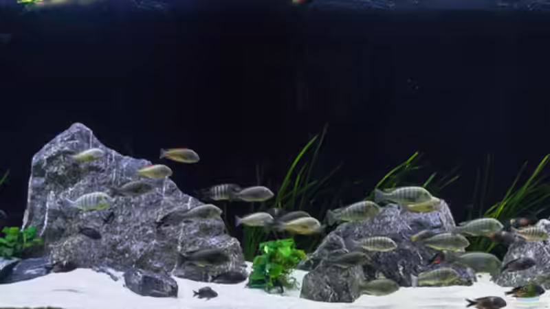 Nach drei Monaten von Elsiman (11)