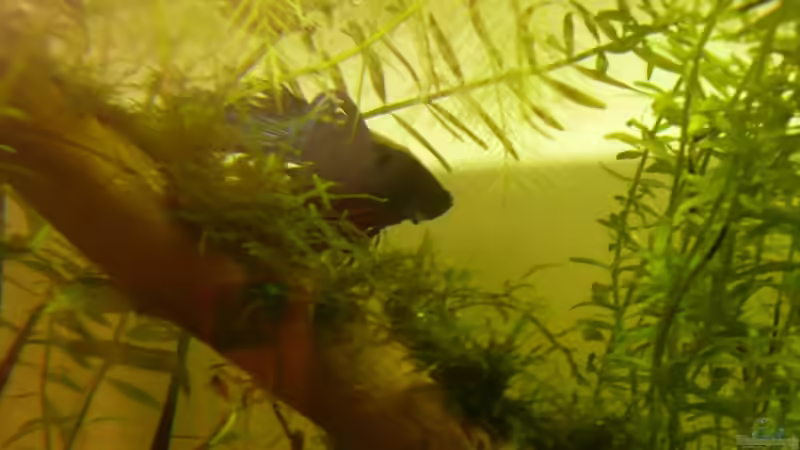 Nach Eiablage von Noah H. (17)