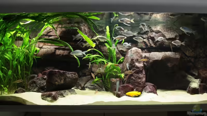 Nach ein paar Jahren hat sich der Gesamteindruck deutlich verändert: 26.08.2012 von Georg Botz (8)