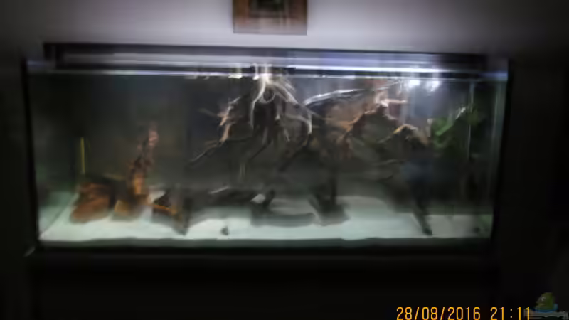 Nach ein paar Stunden,hier setzt schon die Dämmerung ein,beleuchtet wird das Becken von einer LED-Leuchte von LED-Aquaristik mit Tageslichtsimulator. von Ottche (16)