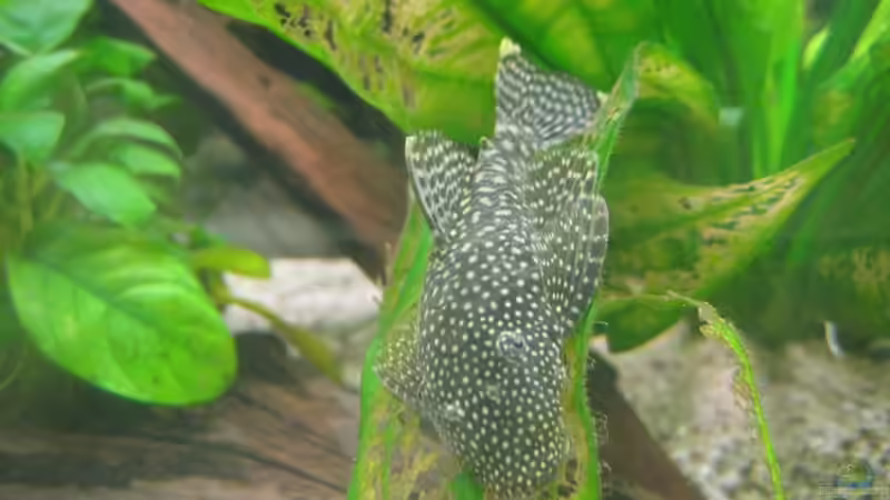 nach ein paar stunden schon gut eingelebt von Tiburón (43)