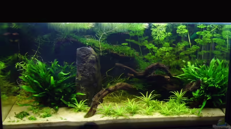 Nach ein paar Tagen Wachstum von Tim (10)