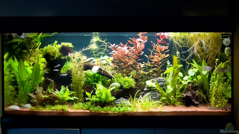 Nach einem 1/2 Jahr von OttoKowalski (4)