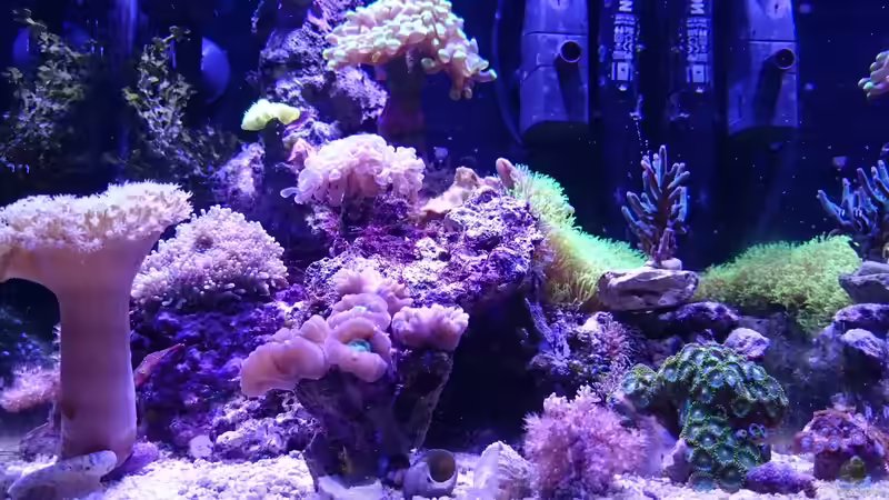 nach einem Jahr Standzeit von Nano Jojo (5)