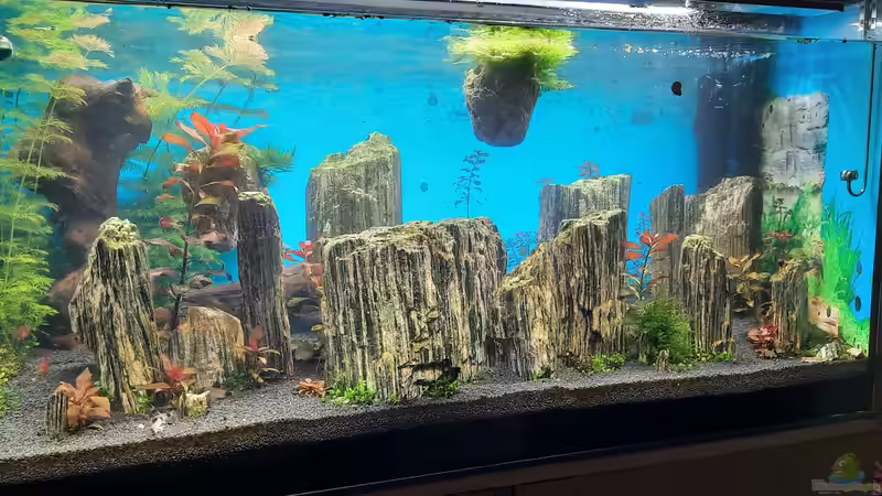 Nach einem Monat  von Antschi (5)